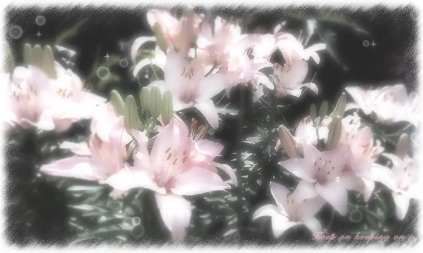 シールエクステ/ りり🐰の掲載