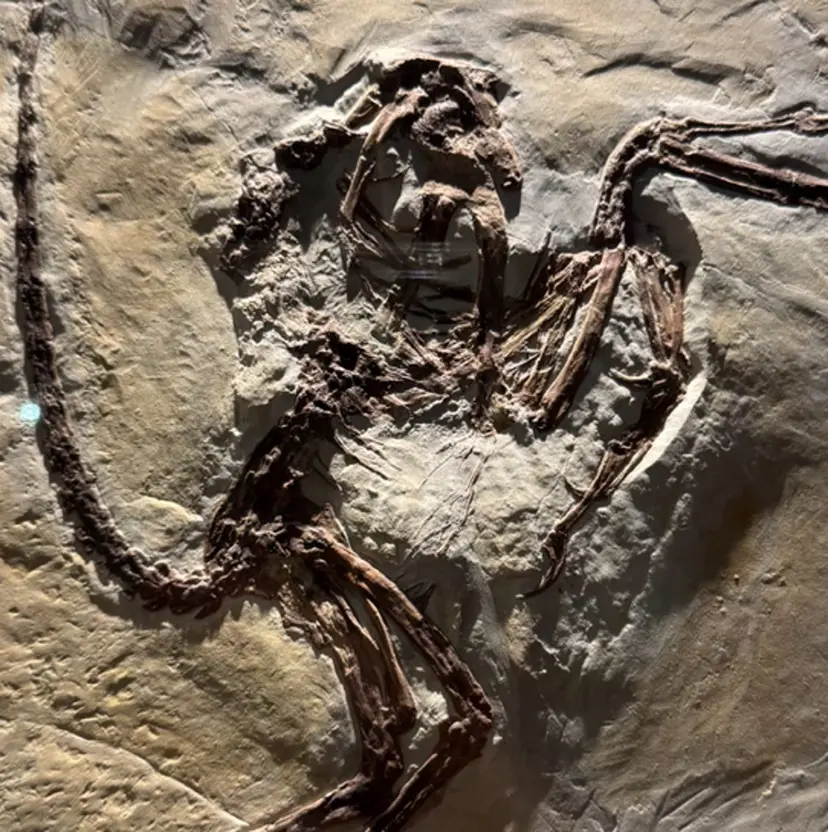 有田 波人の掲載