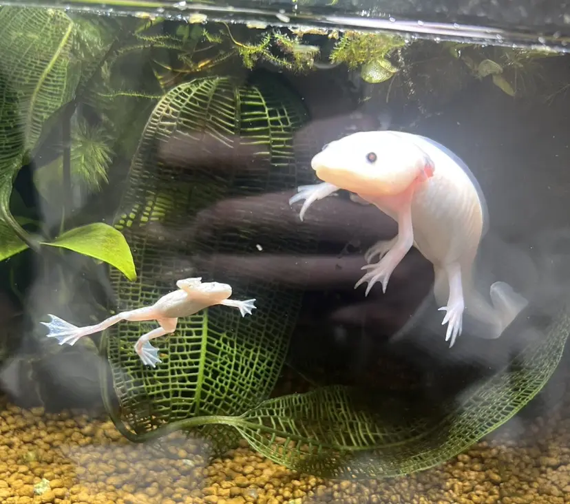 たけかわ みずきの掲載