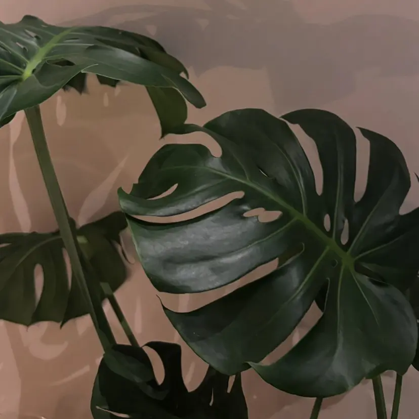 nailgarden SOLA.の掲載