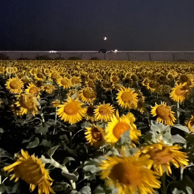 🩷まつげパーマ/ マツエク/アイリ💚の掲載