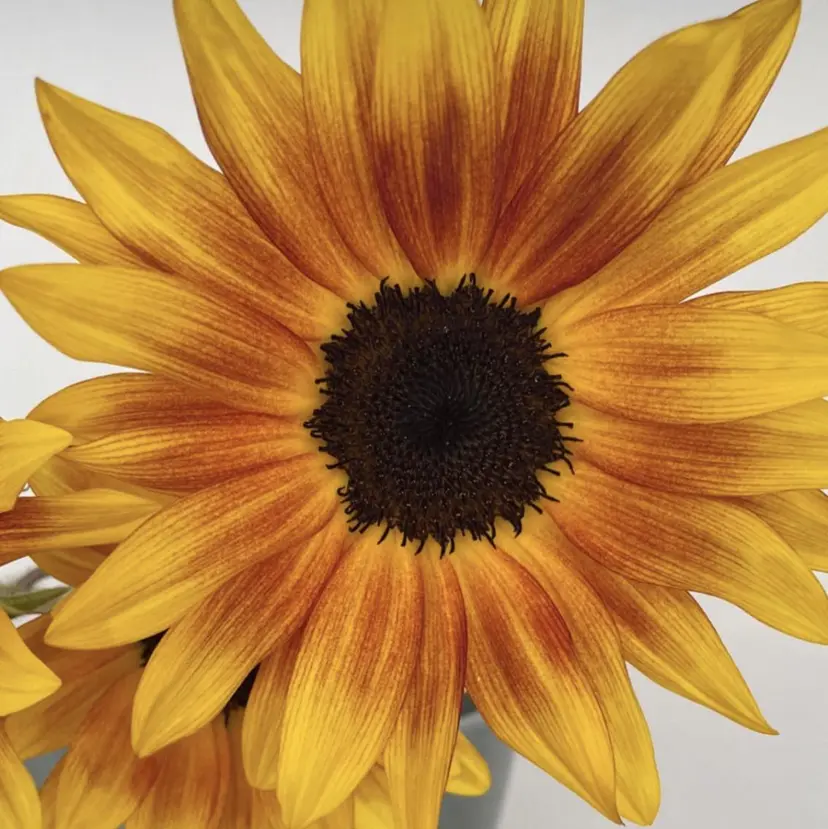 VEGA, ★☆★Towa★☆★の掲載