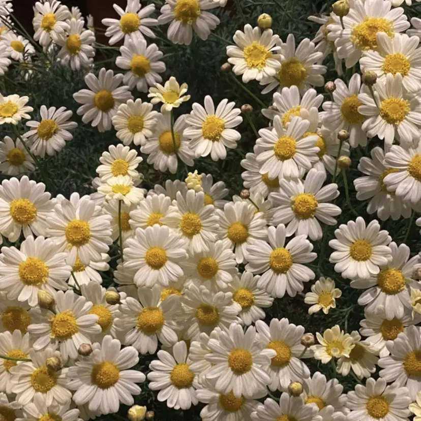 ニュアンスネイル/ ボブ/まちゃこの掲載