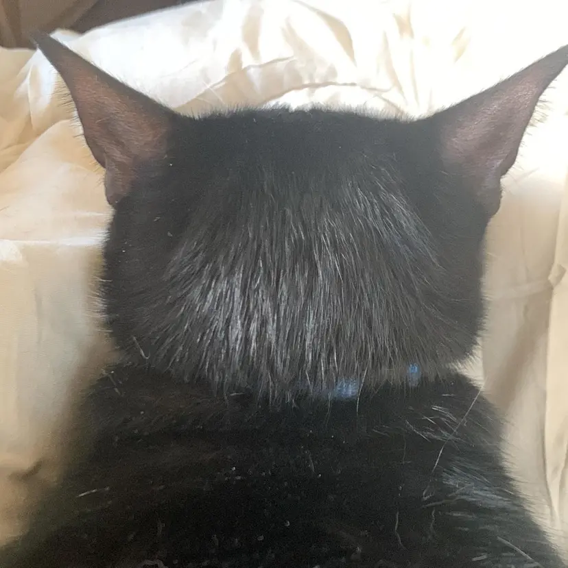 トキタ アオイの掲載