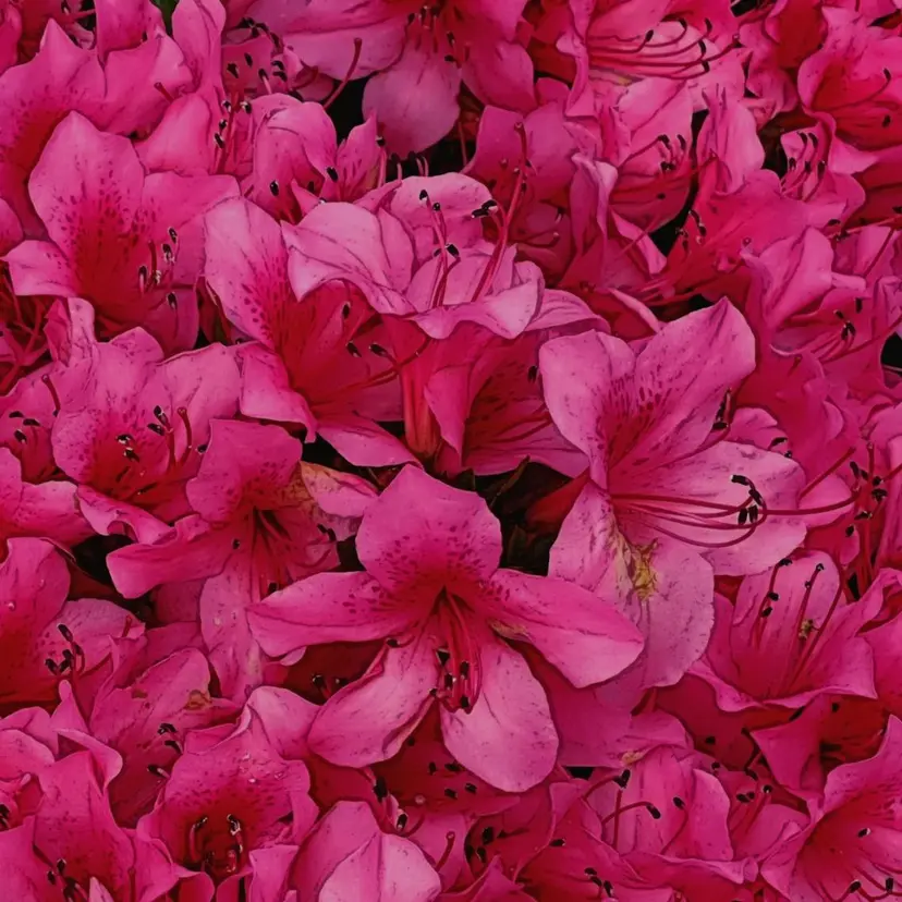 MAQUIA三沢中央 KOHAMAの掲載