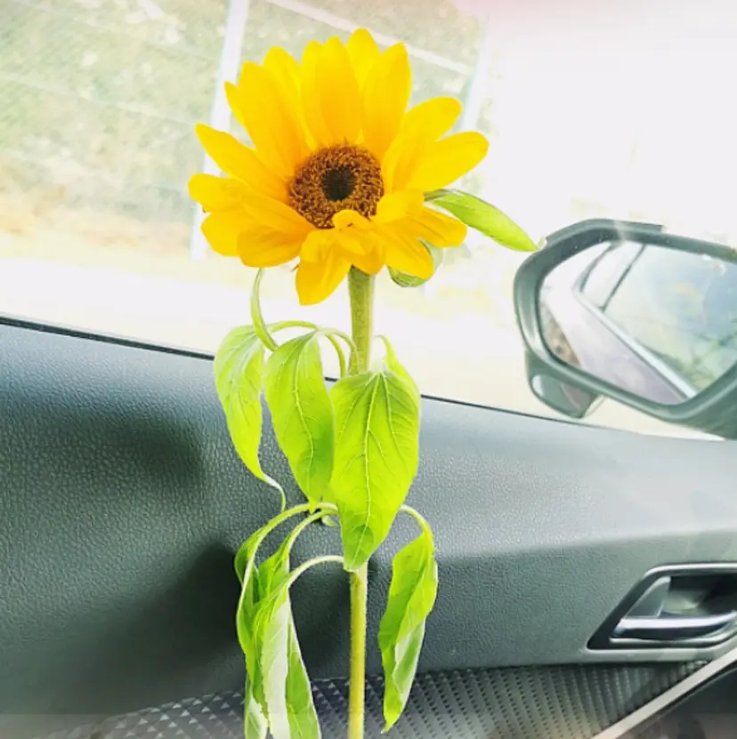 💫U・mi Daisyの掲載