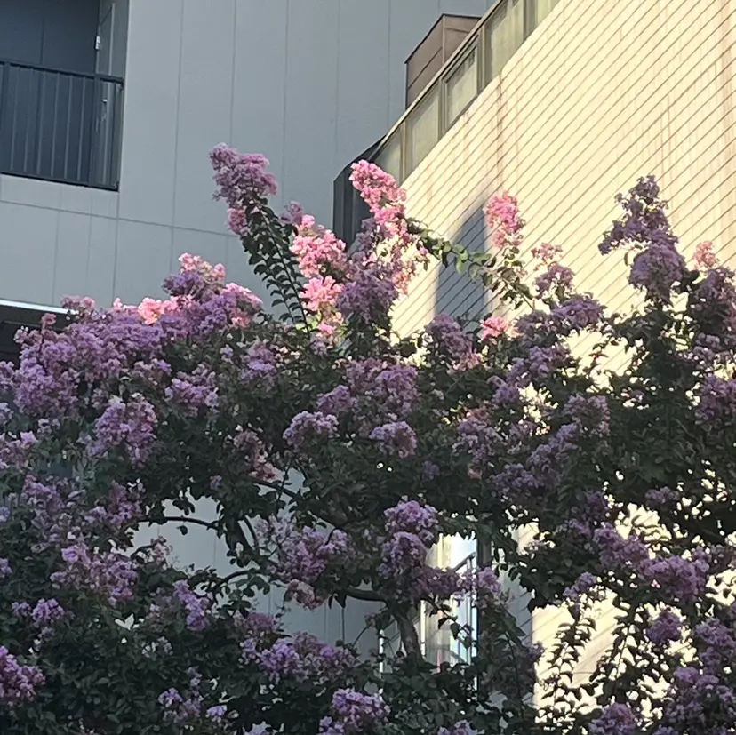 土橋 玲実の掲載