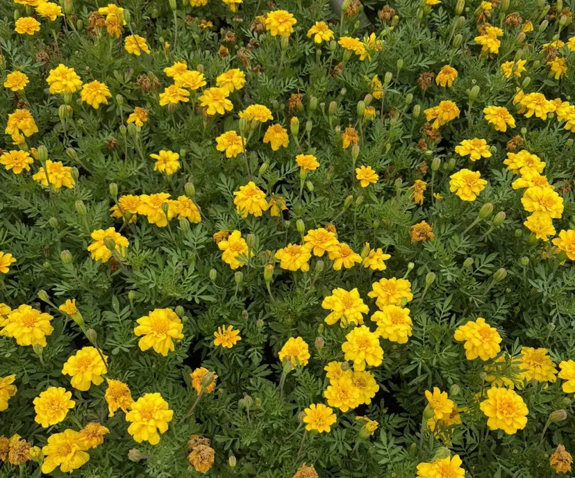 パーマ×レイヤー| カラー カホ🪩🤍の掲載