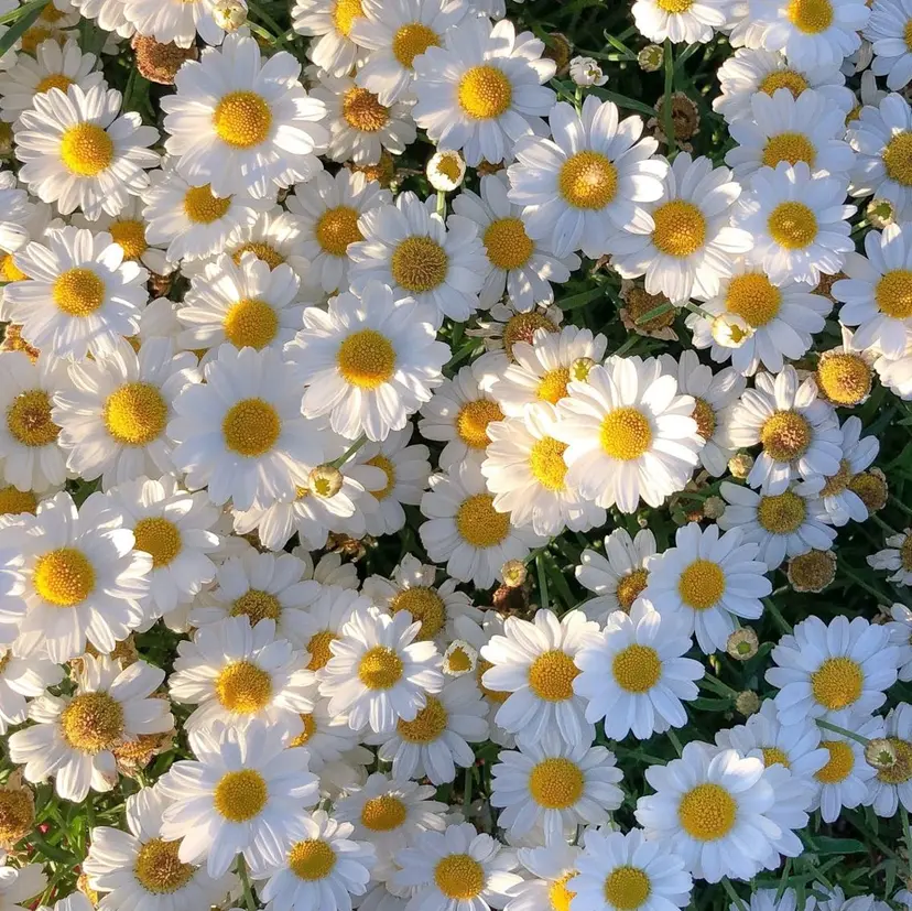 vim lash立川 𓂃꙳⋆REAの掲載