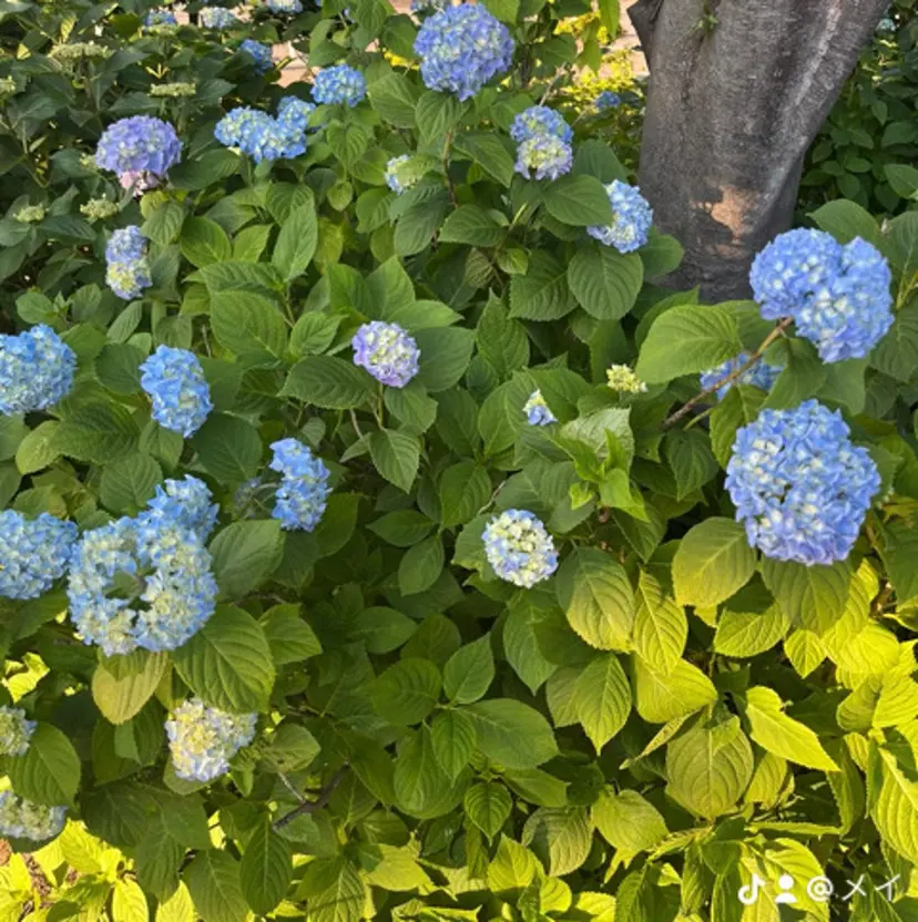 山内 めいの掲載