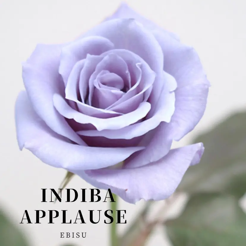 恵比寿/小顔/痩身 アプローズの掲載