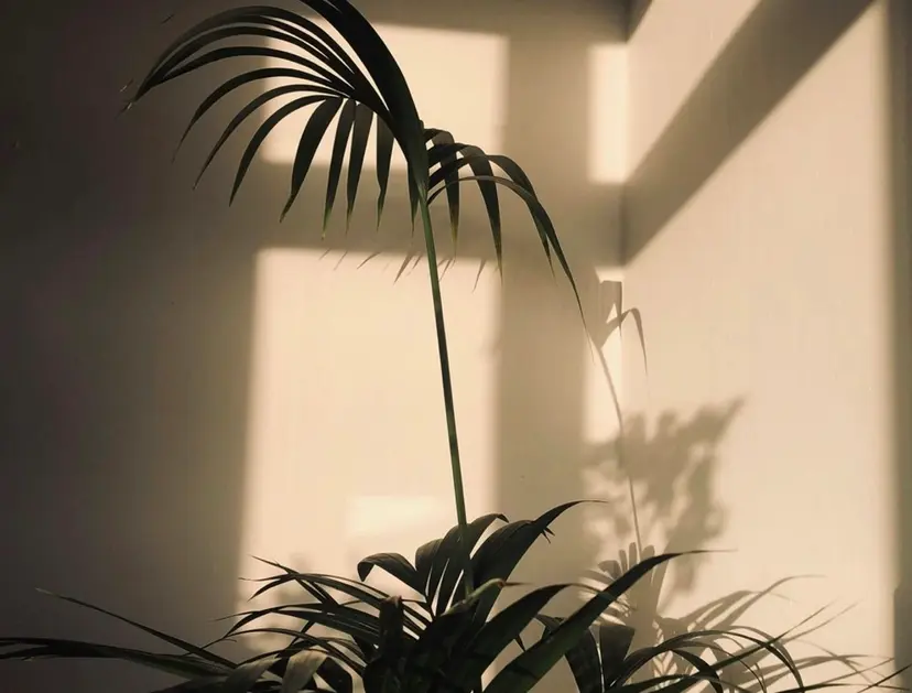 eyelash era.の掲載