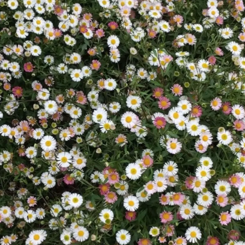 清水 麻由の掲載