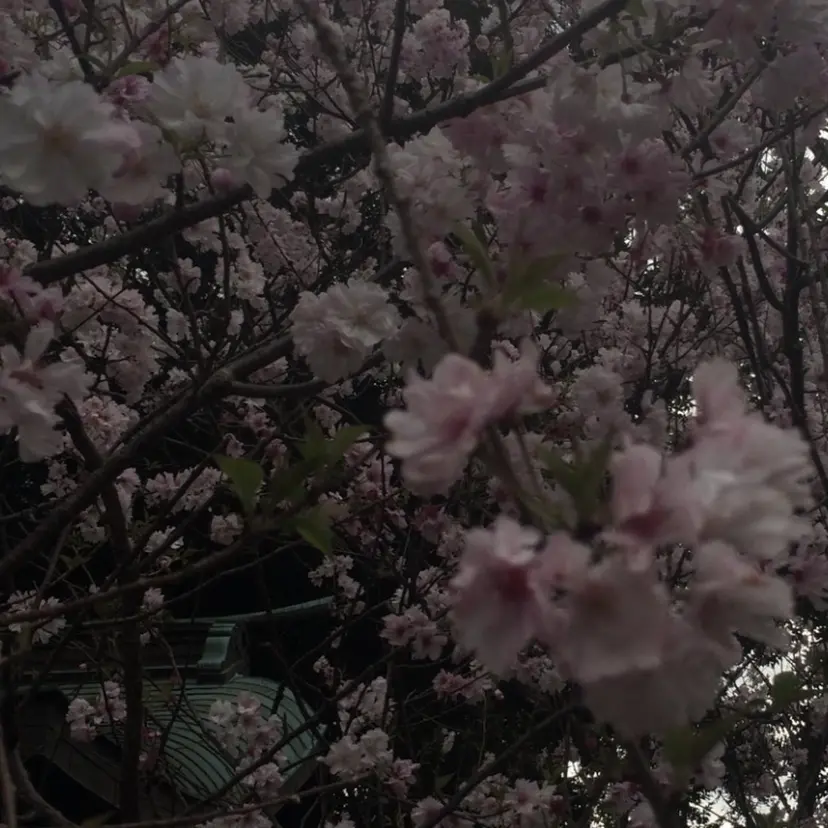 ワカ /暖色カラー/ネイルの掲載