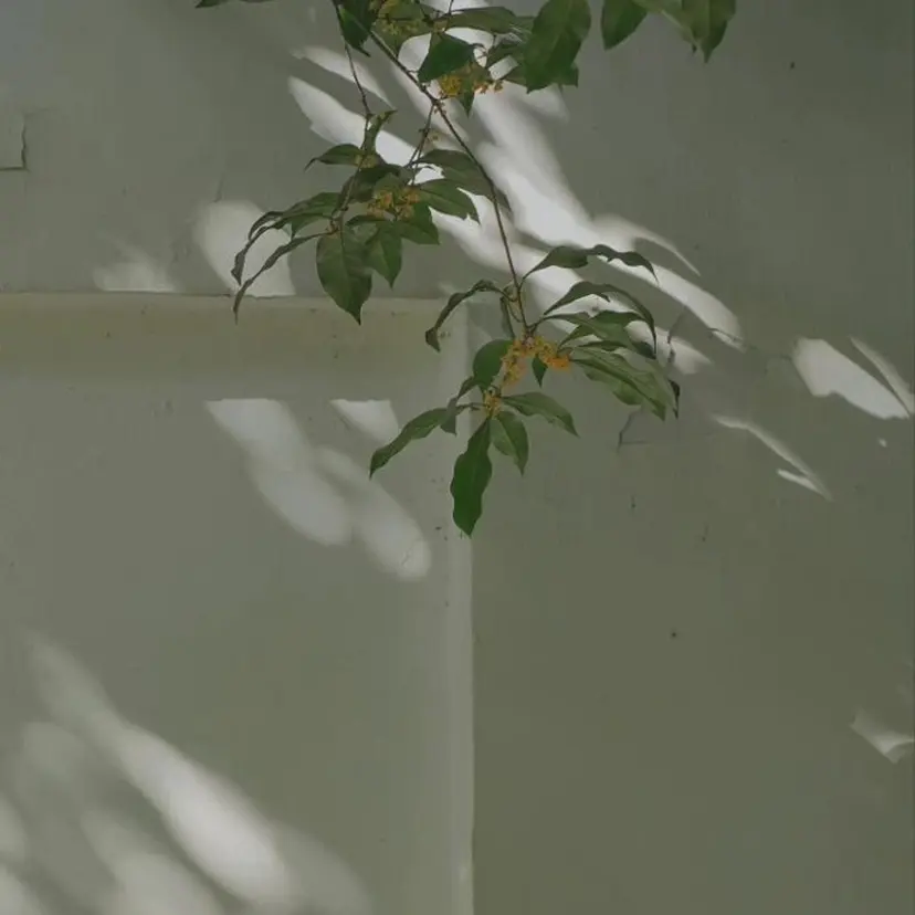 Pearl🌵💫 【パール】の掲載