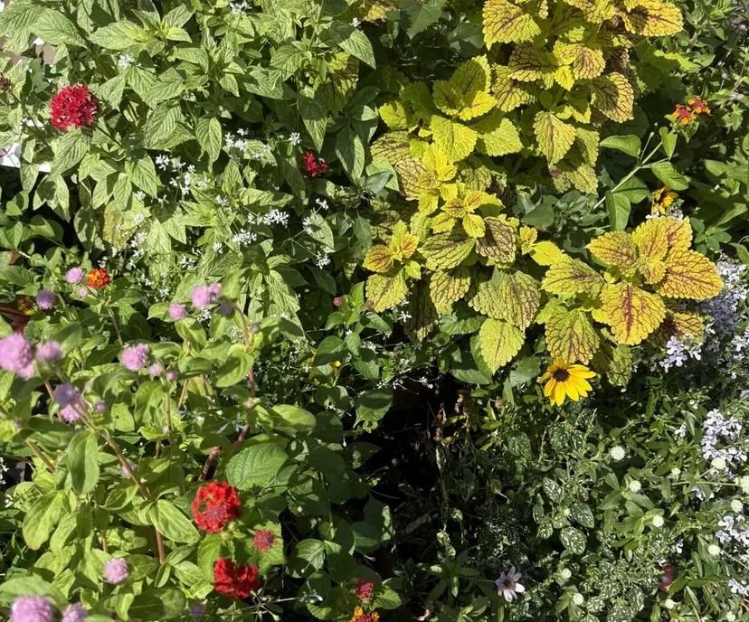 SOLelbio yukaの掲載