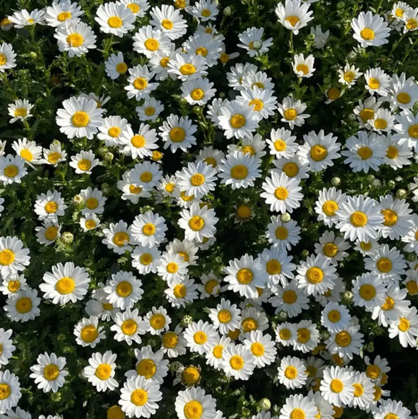 DEE hisaya erika.Kの掲載