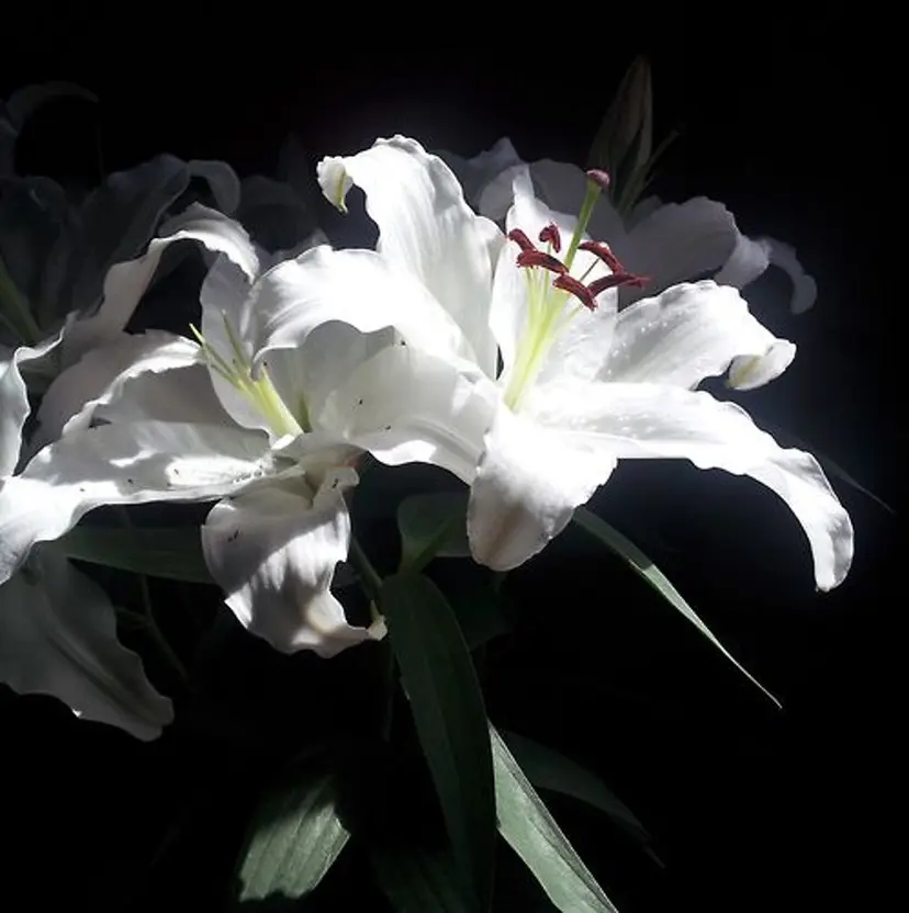 タジリ アヤセの掲載