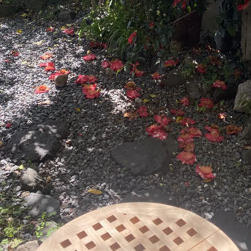 阿川香穂 /京都の掲載