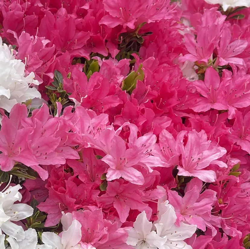 Baletta みおん🌴🦧の掲載