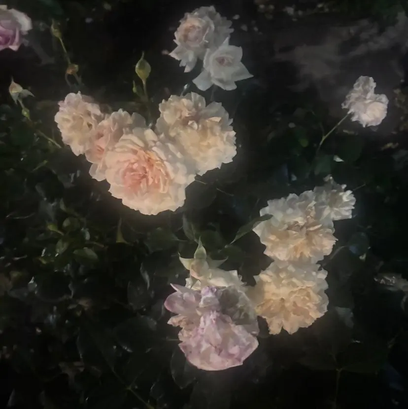 mark♡ Yuiの掲載