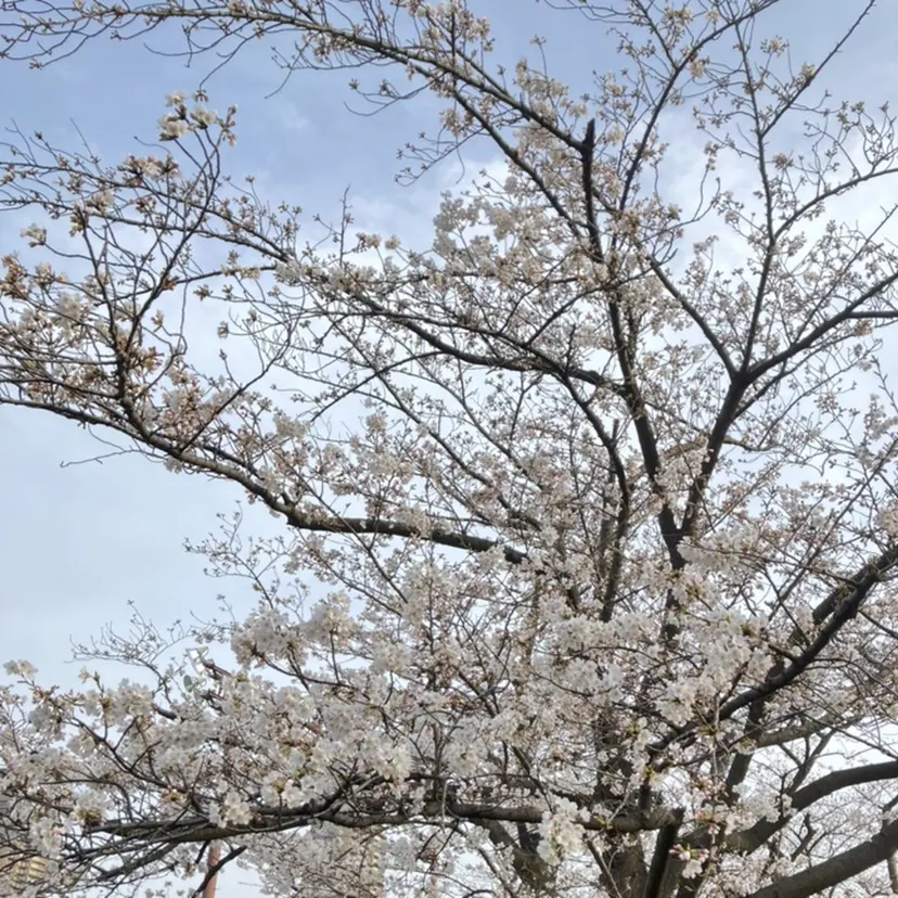 脱白髪染め/大人ハイ ライト/田中佑季の掲載