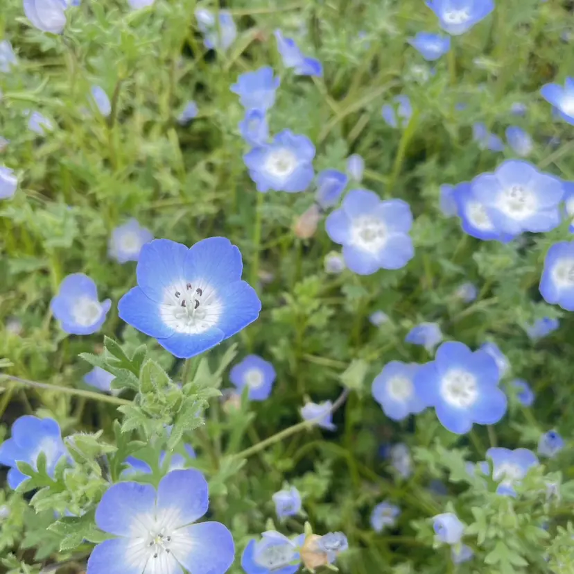 🍈中島 海音🍈の掲載