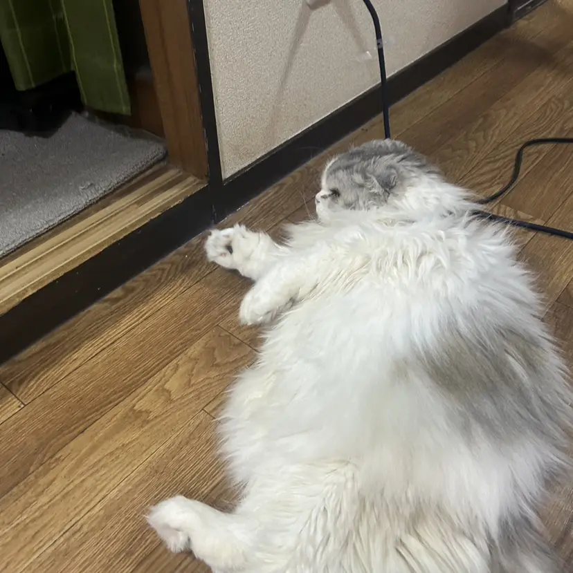 🌈Ryuma 🌈の掲載