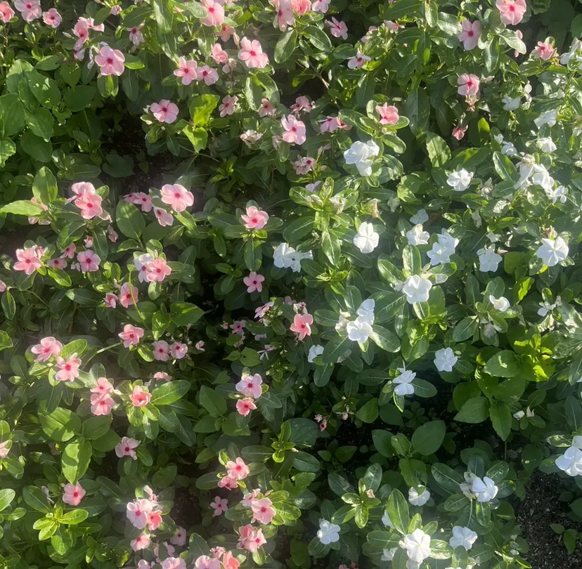 やまき さきねの掲載