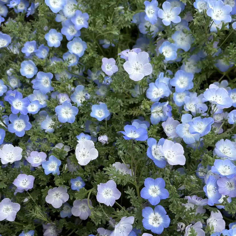 🪼 菜摘🪼の掲載