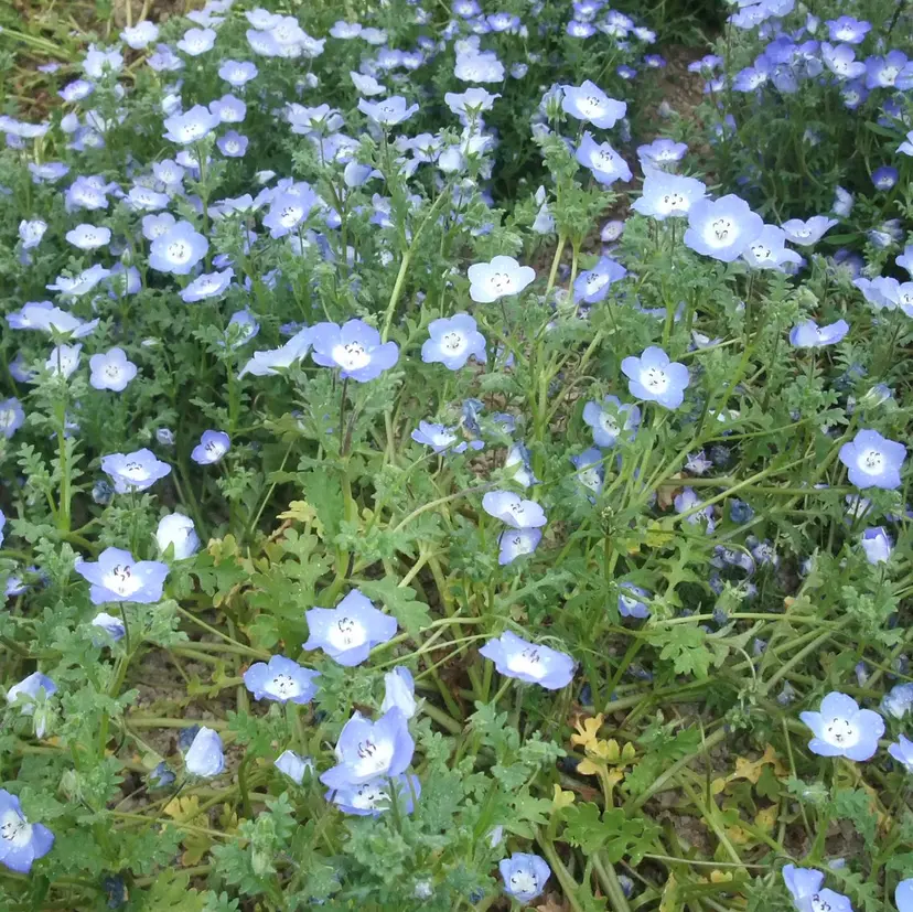 🎀 RUNA🎀の掲載