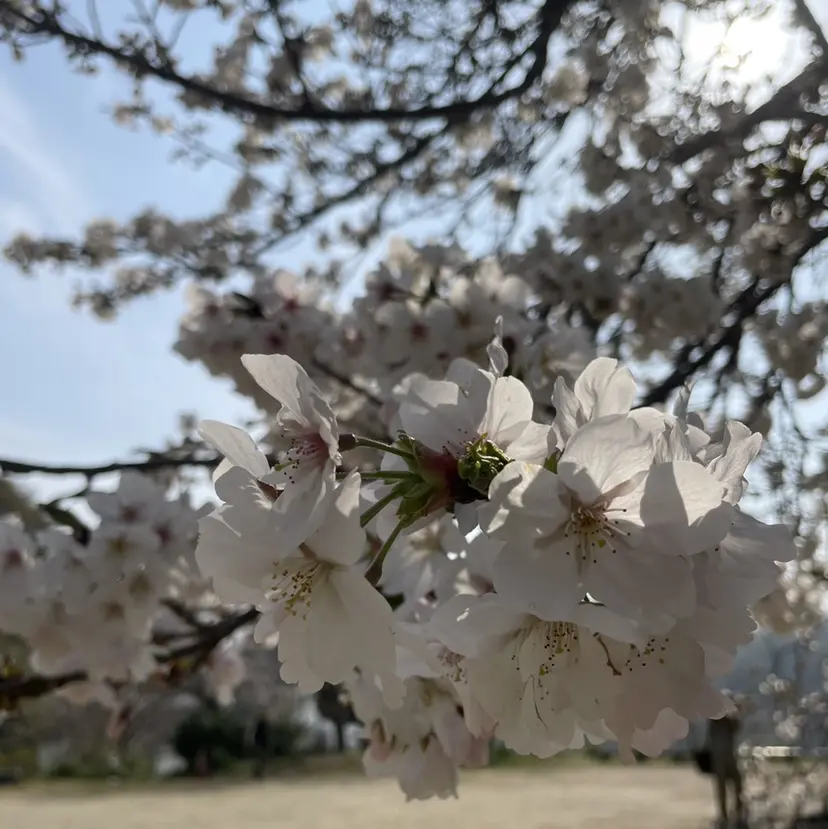 HARUNA 🌷の掲載