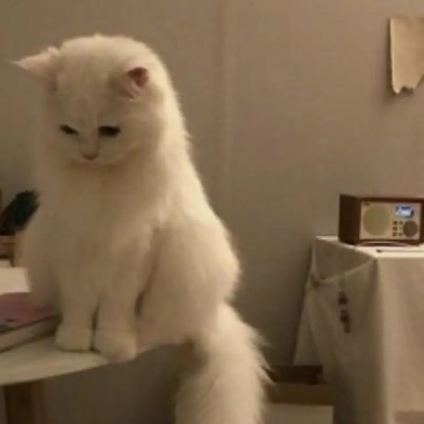 小嶺 歩夏の掲載