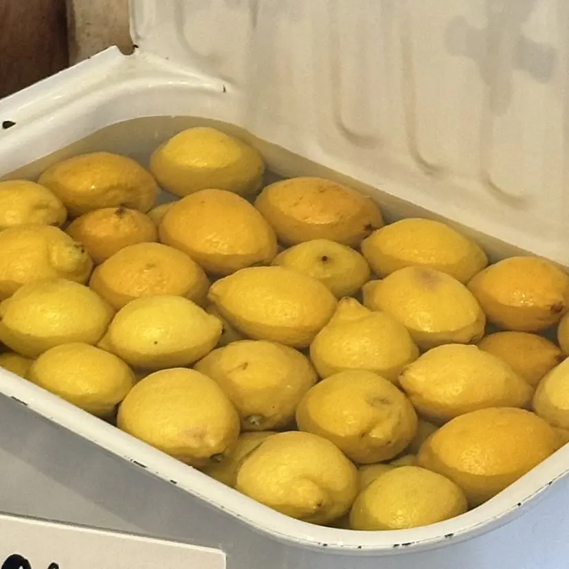 松本 羅華の掲載