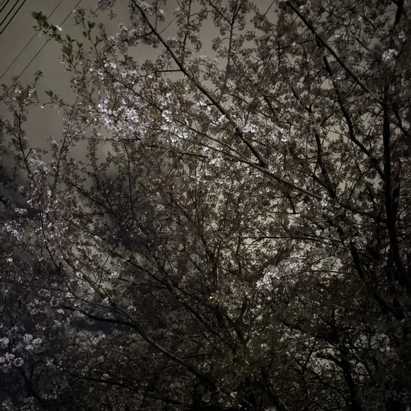 ナナ/ fitの掲載