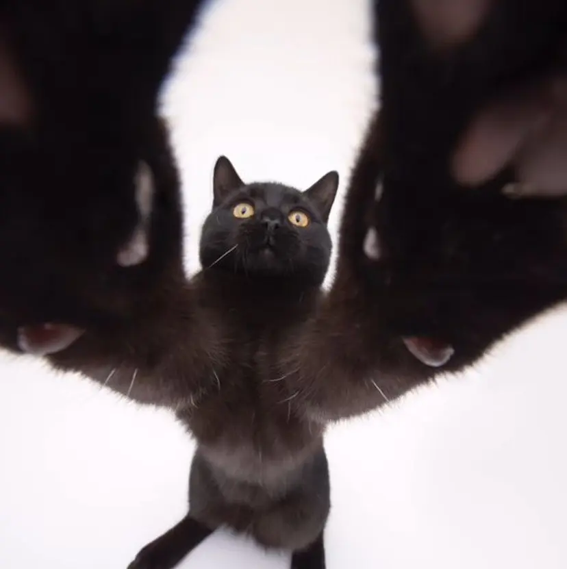 𓍯 ヒナ/ ブリーチなしカラーの掲載