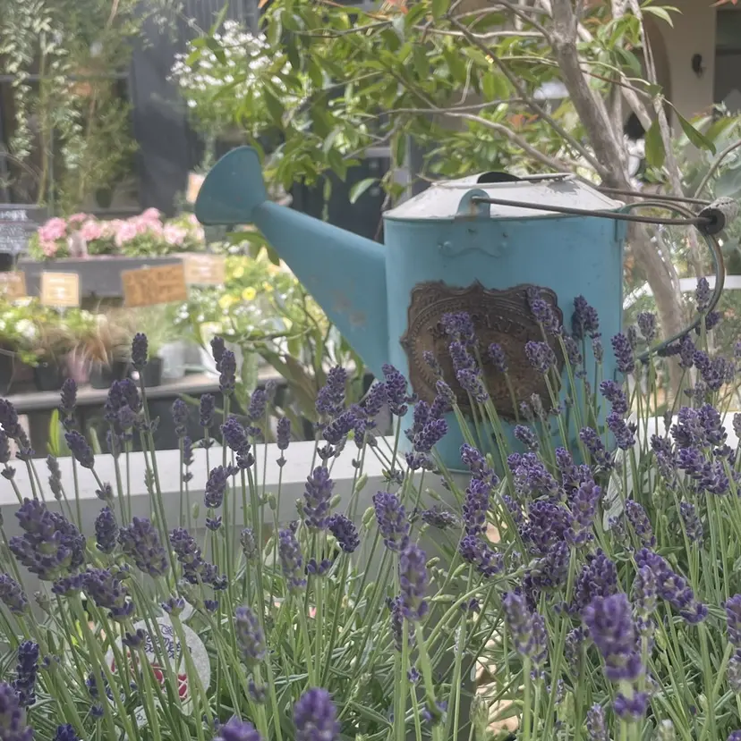 🪻ダブルカラー /透明感カラーRioの掲載