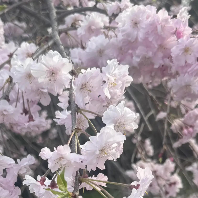 DIAMOND EYESりりこの掲載