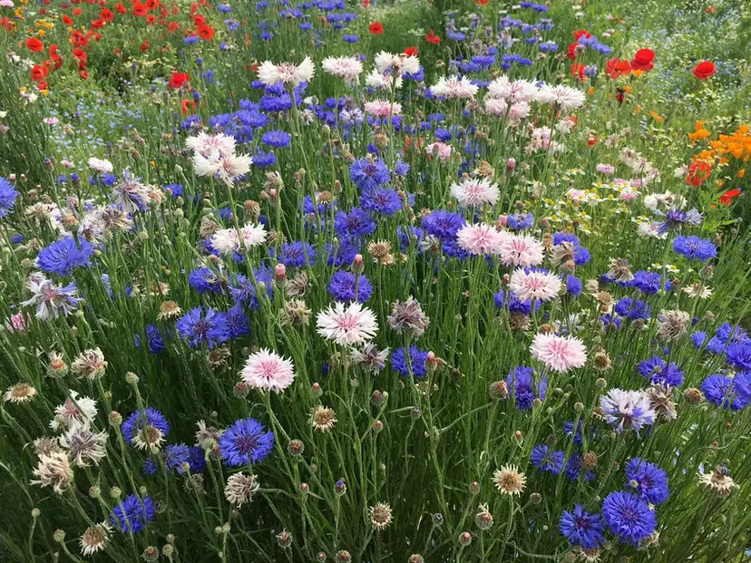 込山 瑞帆の掲載