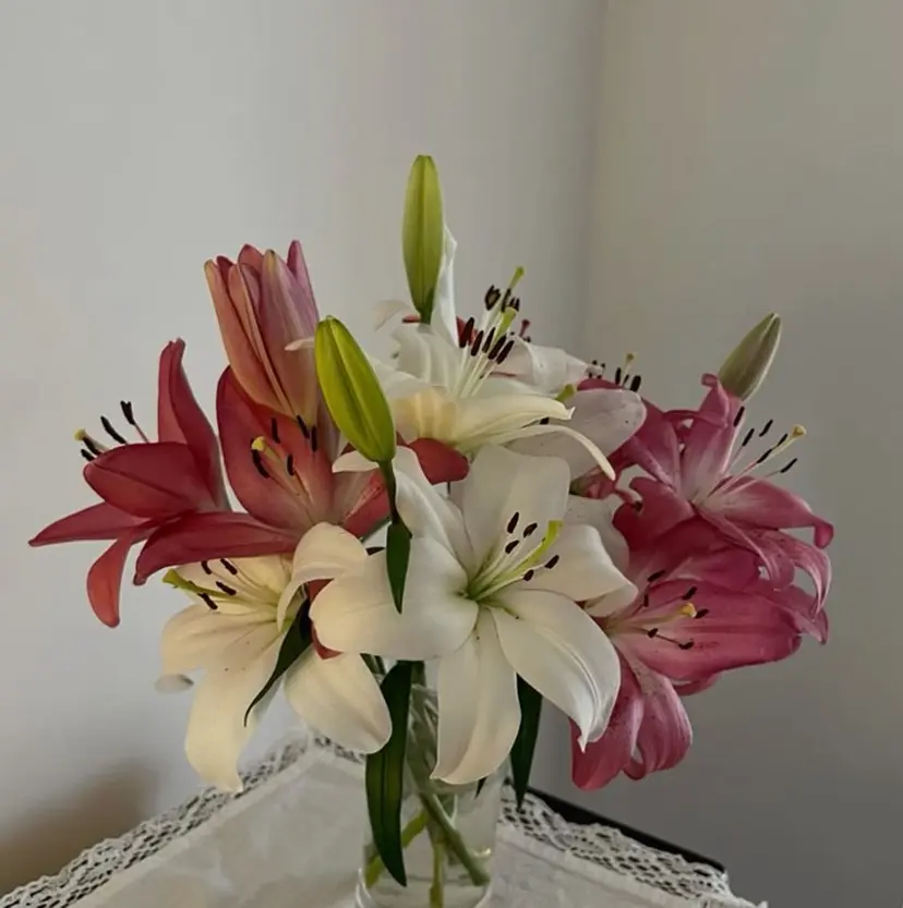 菊池 梨麻の掲載