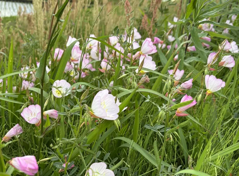 Sun Nails Tokyo大網白里市の掲載