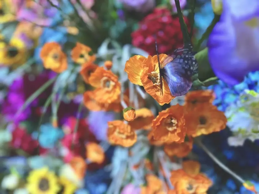 Salon Aina manaの掲載