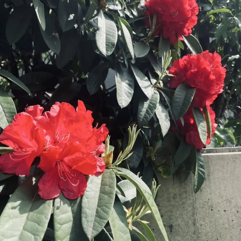 Secret.R ／AKINOの掲載