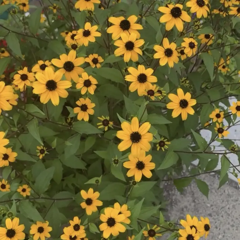 Hinata <lunon>の掲載