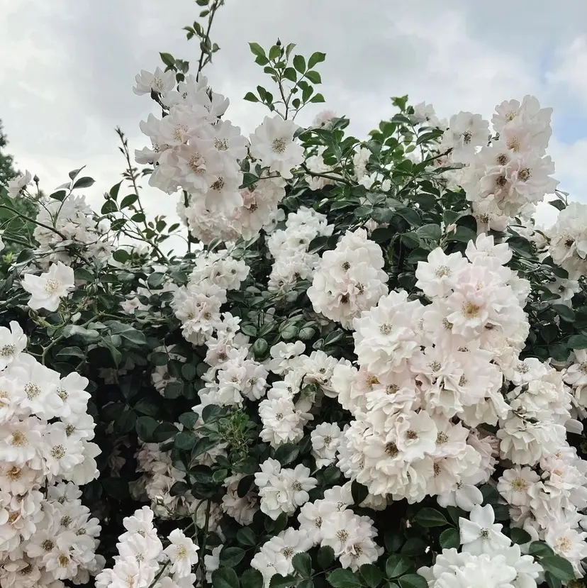 透明感のあるモテ艶髪 🫧AYAKAの掲載