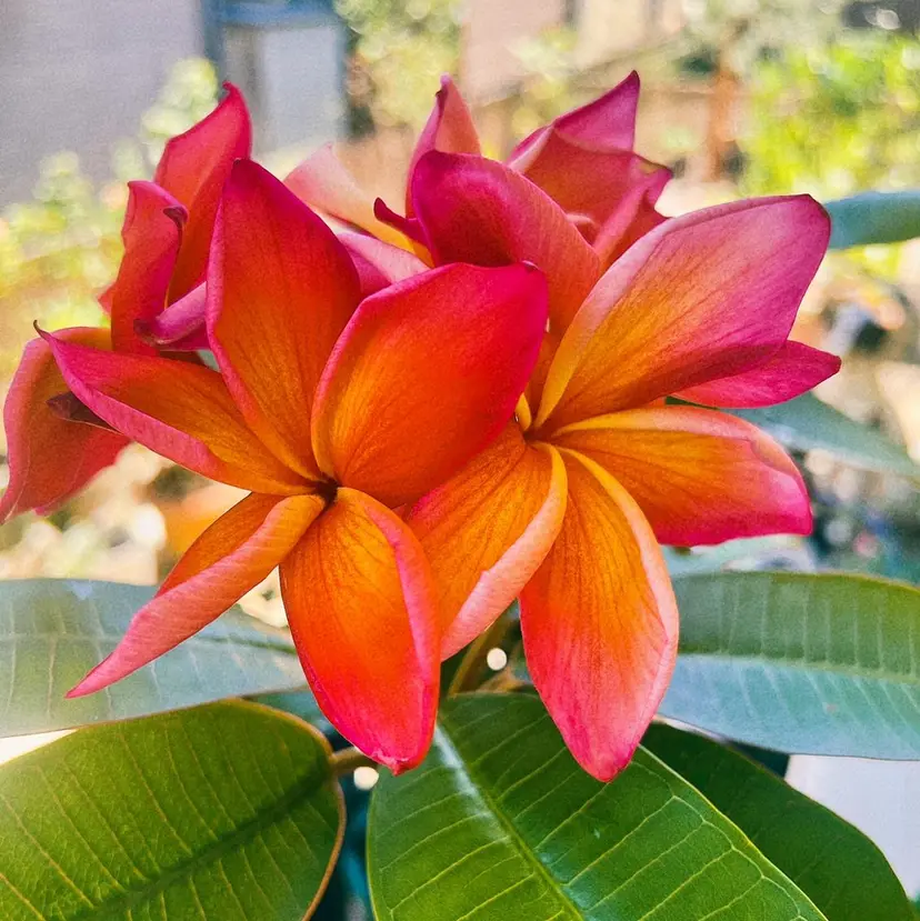 脱毛・ハイフ ・フェアリーの掲載