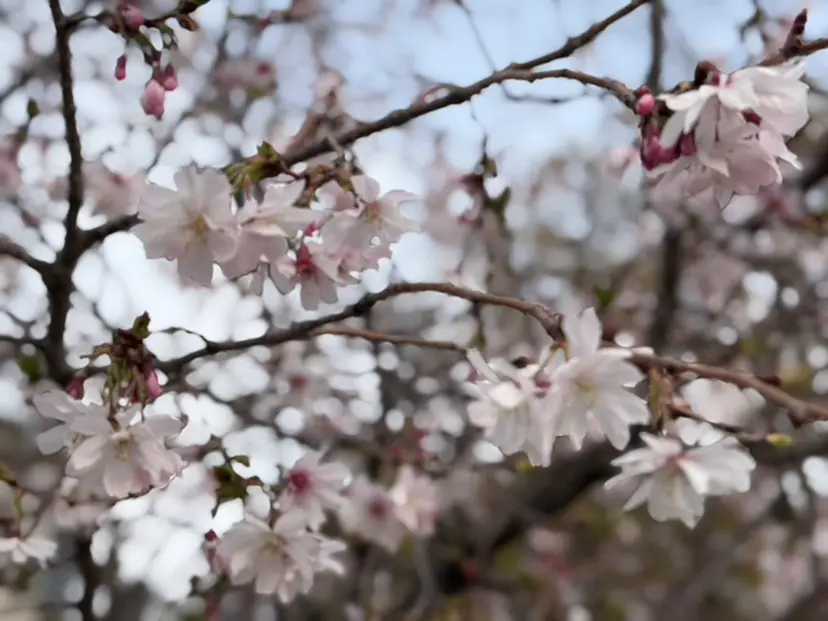 beckylash 布施の掲載