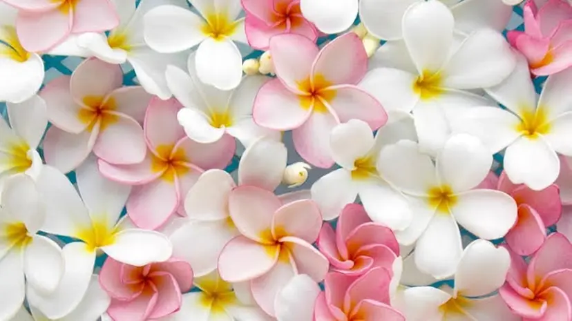 川上 莉果の掲載