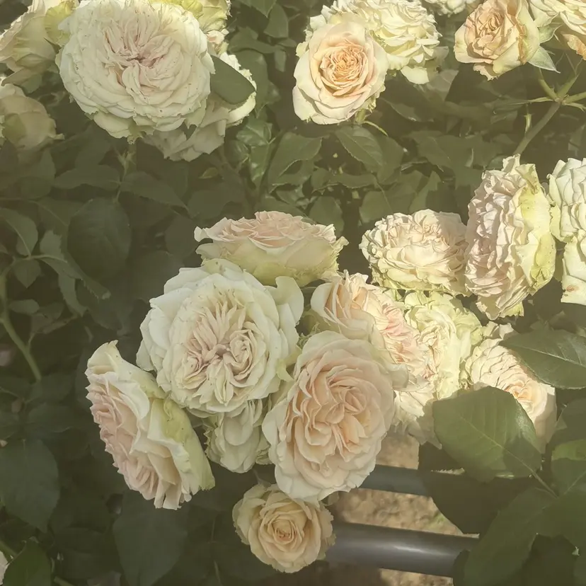 ALBUM ୨୧の掲載