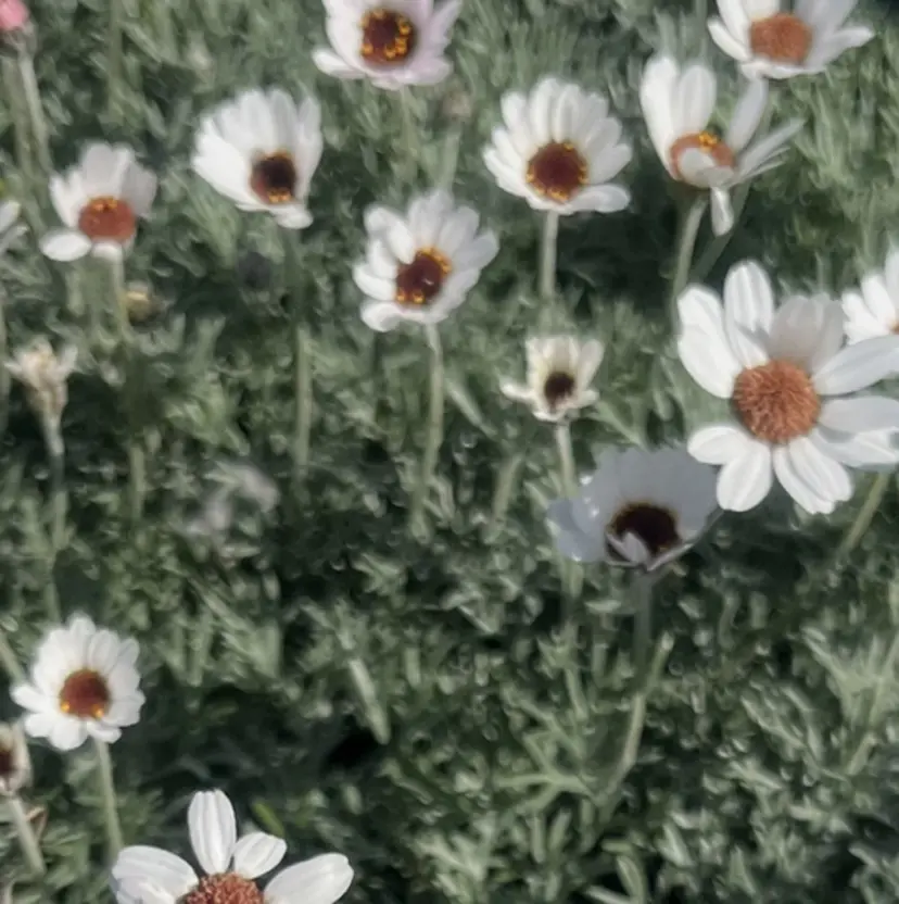 🔆艶髪トレンドヘア YUZU🪸の掲載